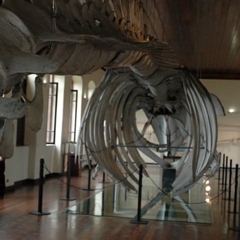 Museu de Pesca - Museums Near Me - Santos, SP Museu de Pesca - Museums Near Me - Santos, SP