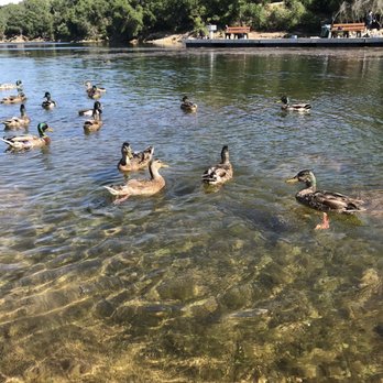 Dixon Lake - Lake - Parks Near Me - Escondido, California Dixon Lake - Lake - Parks Near Me - Escondido, California