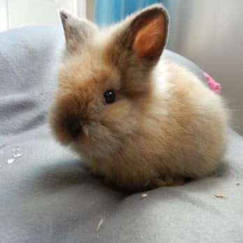 Hairy Pop-ins Pet Sitting - Pet Sitting Near Me Hairy Pop-ins Pet Sitting - Pet Sitting Near Me