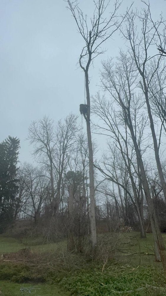 M&S Maters tree Services - tree service in Rochester, NY