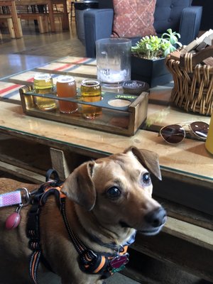 Lincoln Beer Company by null
