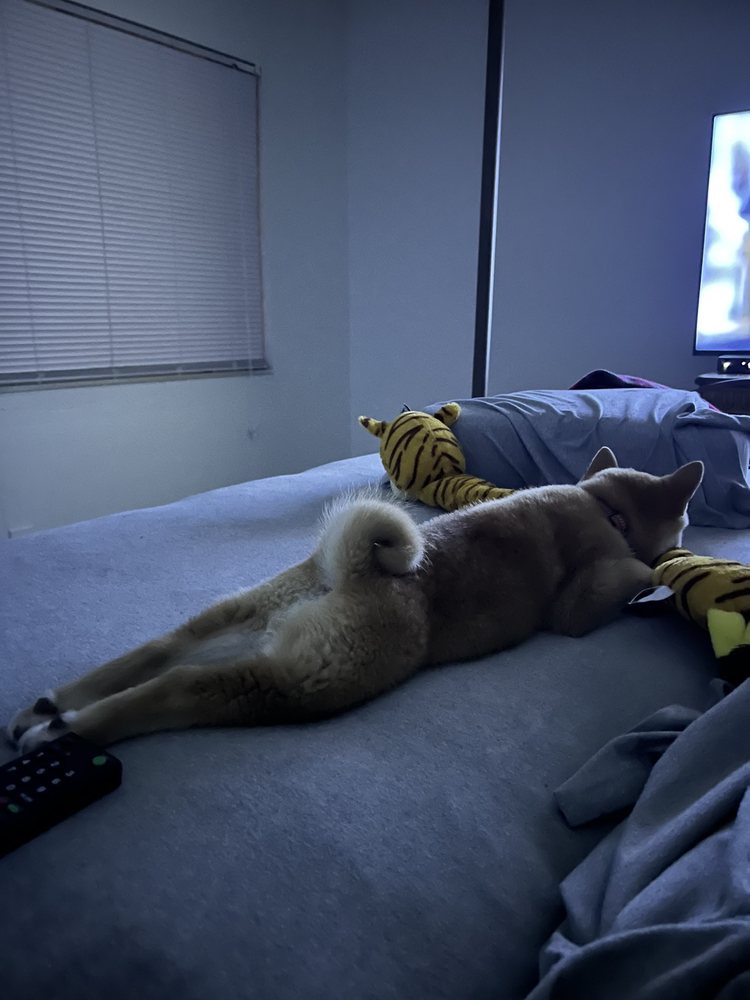 Just Puppies Image
