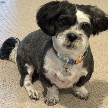 Groomology - After! - Pet Groomers Near Me - Fair Oaks, California