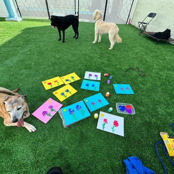 freeDOGm - Pet Training Near Me - Miami, Florida freeDOGm - Pet Training Near Me - Miami, Florida