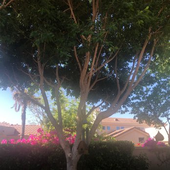 Chips Tree & Landscape - Tree Services Near Me - Glendale, Arizona Chips Tree & Landscape - Tree Services Near Me - Glendale, Arizona