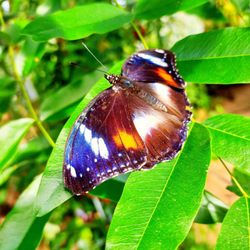 Butterfly House Coffs Harbour
