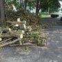 Photo of Chop It & Haul It Tree Services