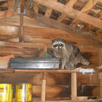 ATN Inspection Services, LLC - A guest dropped in at the inspection - Home Inspectors Near Me - Osceola, Arkansas ATN Inspection Services, LLC - A guest dropped in at the inspection - Home Inspectors Near Me - Osceola, Arkansas