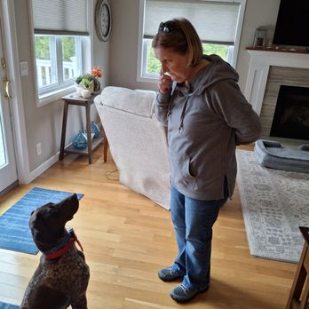 Vess Pet Training - Callie learning the "look at me!" - Pet Training Near Me