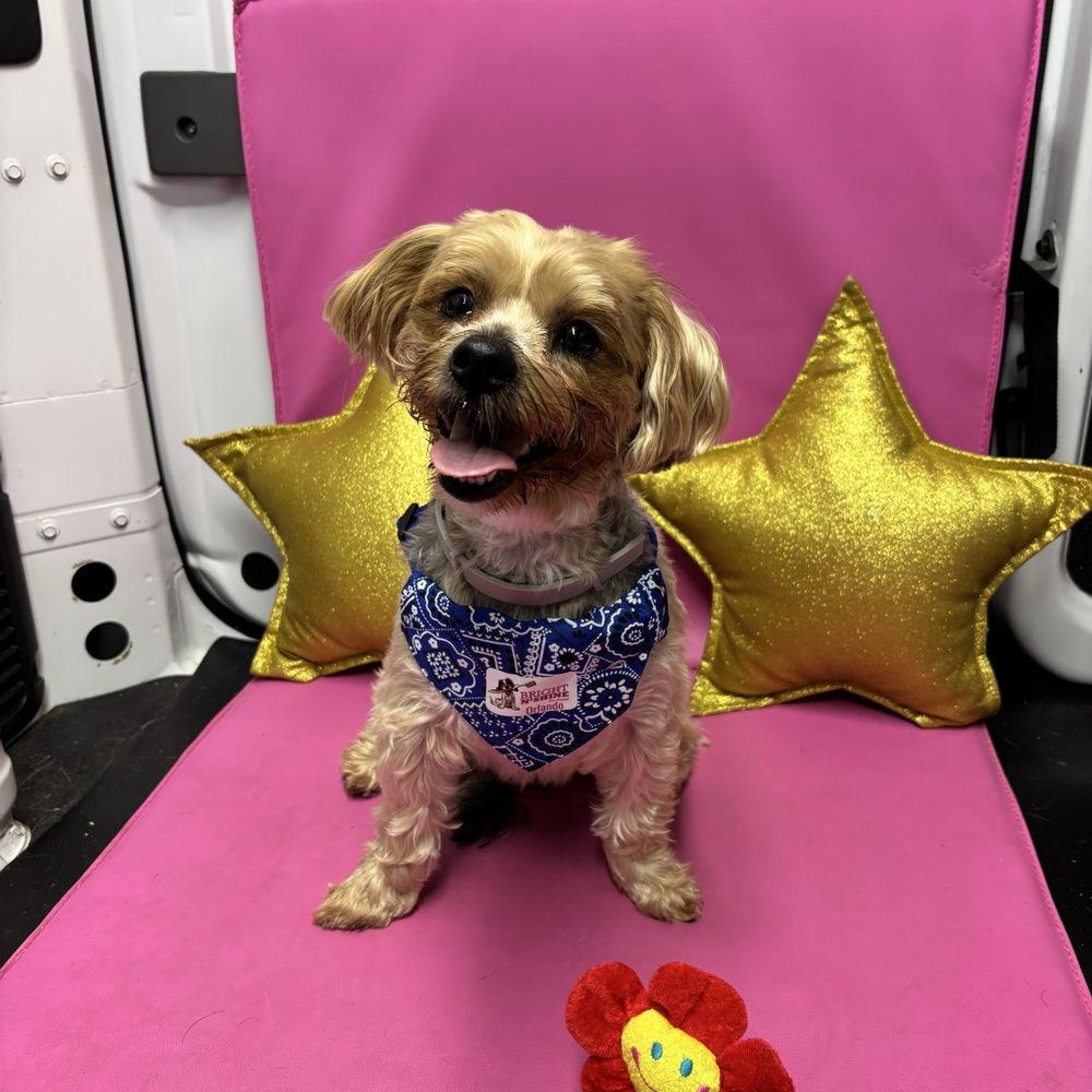 Bright N Shine Pet Dental - Bailey's Bright Smile - Pet Groomers Near Me - Pompano Beach, Florida Bright N Shine Pet Dental - Bailey's Bright Smile - Pet Groomers Near Me - Pompano Beach, Florida