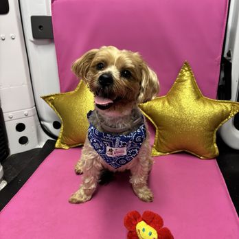 Bright N Shine Pet Dental - Bailey's Bright Smile - Pet Groomers Near Me - Pompano Beach, Florida