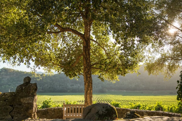 Stags' Leap Winery by null