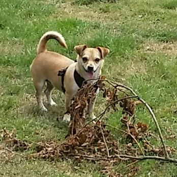 Danescourt and Radyr Petcare - Belle - Dog Walkers Near Me - Cardiff, CRF Danescourt and Radyr Petcare - Belle - Dog Walkers Near Me - Cardiff, CRF