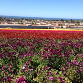 The Flower Fields - Venues & Event Spaces Near Me - Carlsbad, California