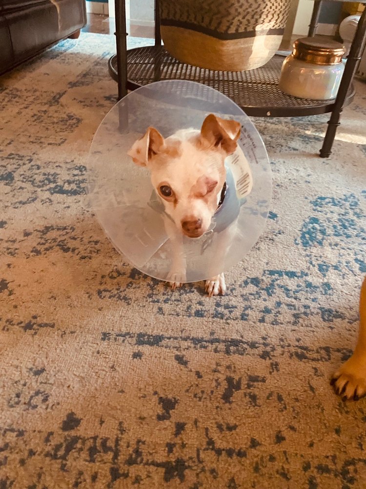 ANIMAL VISION CENTER 11 Reviews 24255 Van Ry Blvd, Mountlake