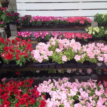 The Plant Gallery - Healthy, colorful petunias - Florists Near Me - Metairie, Louisiana The Plant Gallery - Healthy, colorful petunias - Florists Near Me - Metairie, Louisiana