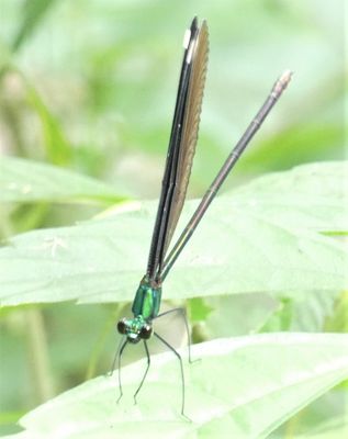 Butterfly Valley Resort by null