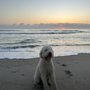 The Bark Park