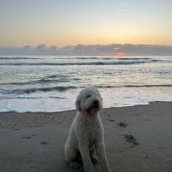 The Bark Park - Tucker