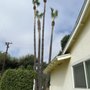 L&P Tree Service