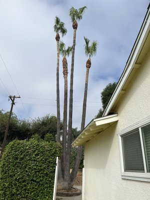 L&P Tree Service on Yelp