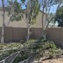 Photo of Trees West