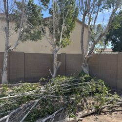 Trees West - I need three trees cut down and no stumps removed