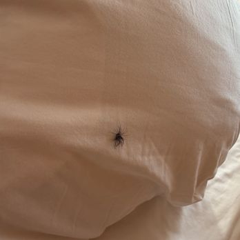 Manresa Castle - Dirty used eyelash found on a supposedly clean pillow case - Hotels Near Me - Port Townsend, Washington Manresa Castle - Dirty used eyelash found on a supposedly clean pillow case - Hotels Near Me - Port Townsend, Washington