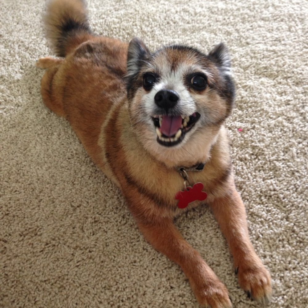 Macatawa Pet Care, LLC - Pet Sitting Near Me - Holland, Michigan Macatawa Pet Care, LLC - Pet Sitting Near Me - Holland, Michigan