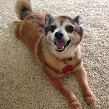 Macatawa Pet Care, LLC - Pet Sitting Near Me - Holland, Michigan