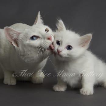 Thai Dee Maew Cattery - Pet Breeders Near Me Thai Dee Maew Cattery - Pet Breeders Near Me
