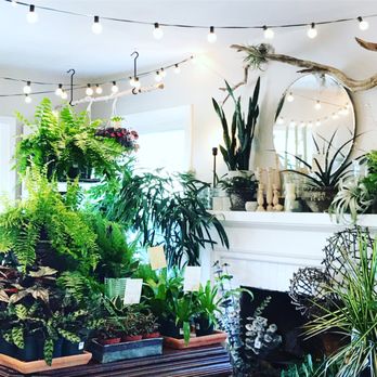 Botanologica - Home & Garden Near Me - Falls Church, Virginia Botanologica - Home & Garden Near Me - Falls Church, Virginia