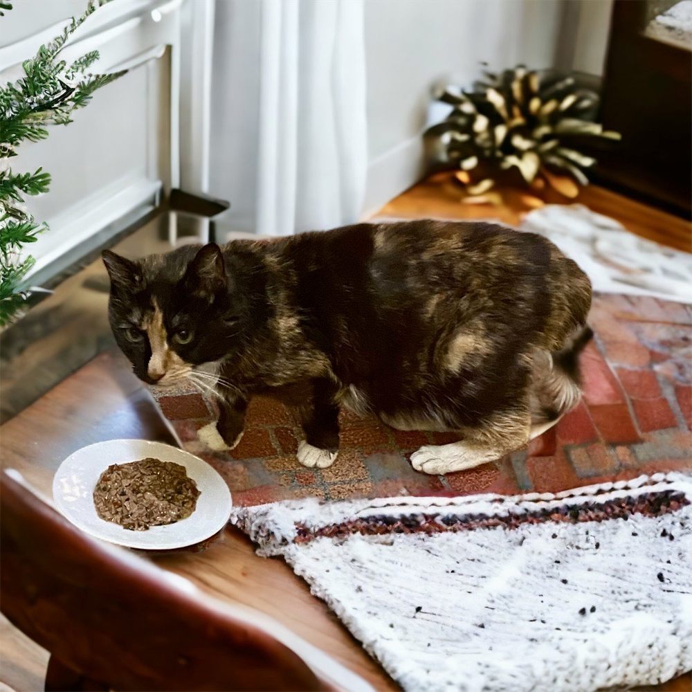 Cat on 3/10/23, who was nearly dead on December 1, 2022 Cat on 3/10/23, who was nearly dead on December 1, 2022