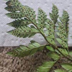 Lowell Floral Shop - Terrible greenery after only 2 days.