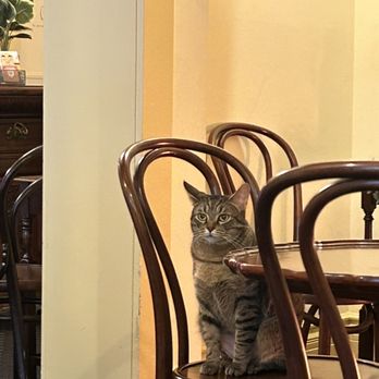 Golden Gate Hotel - Skittles the cat - Hotels Near Me - San Francisco, California