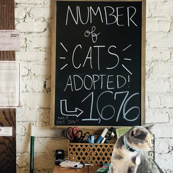 Pounce Cat Cafe - Pet Adoption Near Me - Charleston, South Carolina