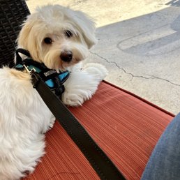Teddy on the patio Teddy on the patio