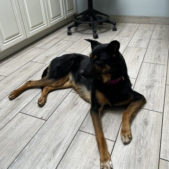 Green Valley Veterinary Clinic - Greta waiting for Dr. Katie devote. - Veterinarians Near Me - Yucaipa, California