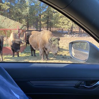 Bearizona - Zoos Near Me - Williams, Arizona