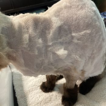 Apollo Veterinary Hospital - I paid $250 for that awful shave. - Veterinarians Near Me - Walnut Creek, California