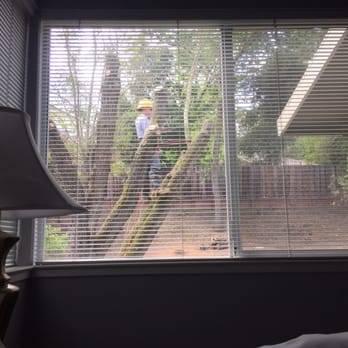 Am/Pm Tree Service - David up in the tree! - Tree Services Near Me - Vallejo, California