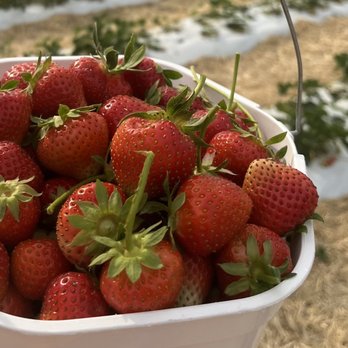 Beasley's Orchard - Strawberry bucket - Farmers Market Near Me - Danville, Indiana