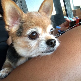 Magic Groomer - Pet Sitting Near Me - Arcadia, California