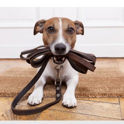 Precious Pets - Precious Pets