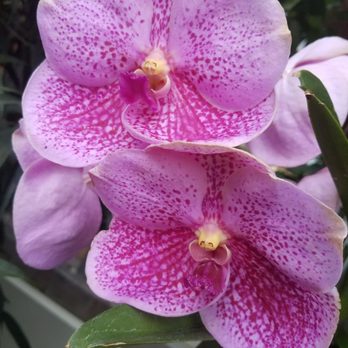 Chicago Botanic Garden - pretty orchids - Botanical Gardens Near Me - Glencoe, Illinois
