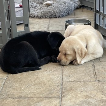 Noahtuk Ridge Retrievers - Noahtuk Labrador sisters - Pet Breeders Near Me Noahtuk Ridge Retrievers - Noahtuk Labrador sisters - Pet Breeders Near Me