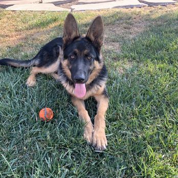 Oak Glen Kennels - Pet Breeders Near Me Oak Glen Kennels - Pet Breeders Near Me