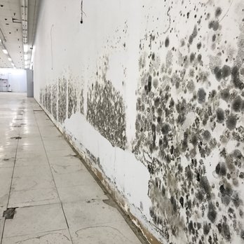 TITAN Environmental Solutions - Mold can grow within 24-48 hours. Please give us a call to conduct a mold inspection. - Home Inspectors Near Me - San Diego, California TITAN Environmental Solutions - Mold can grow within 24-48 hours. Please give us a call to conduct a mold inspection. - Home Inspectors Near Me - San Diego, California