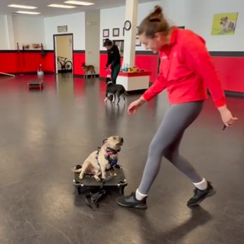 Sit Means Sit - Pet Training Near Me - Cicero, New York