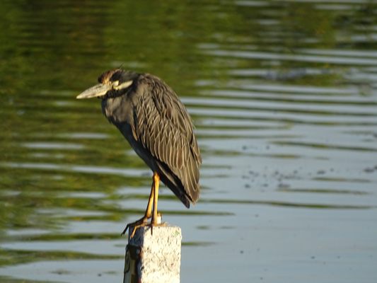 J.N. "Ding" Darling National Wildlife Refuge Visitor and Education Center by null